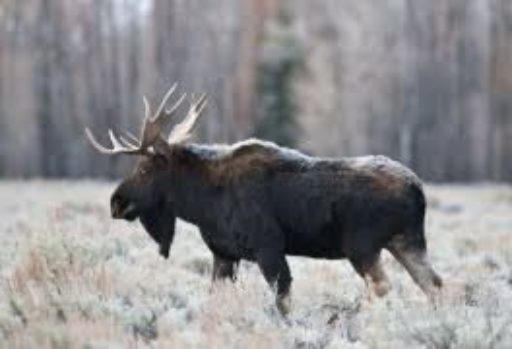 SUCCESSFUL SETTLEMENT OF AN ILLEGAL HUNTING CASE